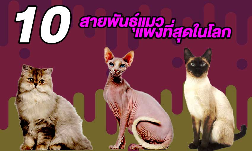สายพันธุ์แมวที่แพงที่สุดในโลก