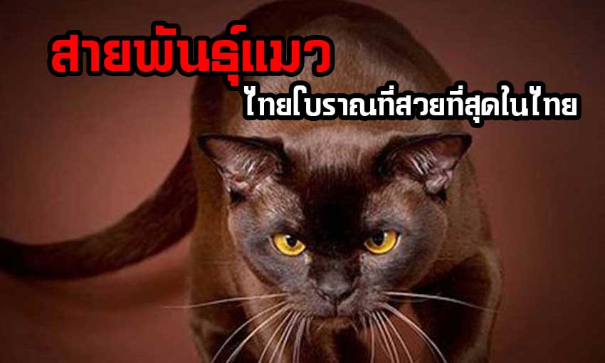 สายพันธุ์แมวไทยโบราณที่สวยที่สุดในไทย