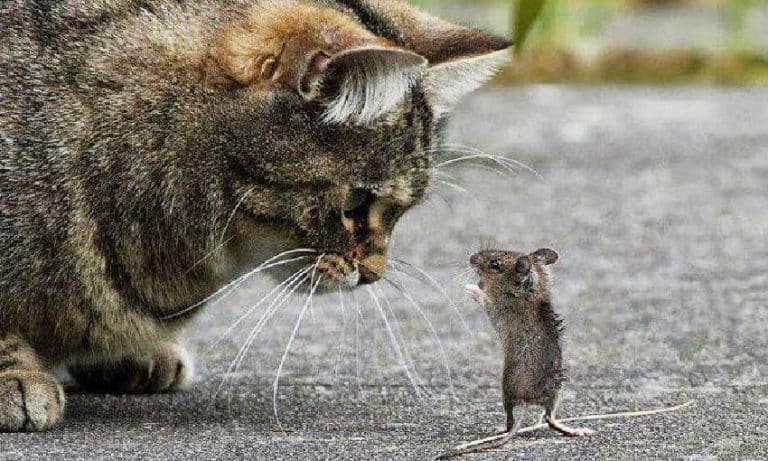 ทำไมแมวกับหนูไม่ถูกกัน